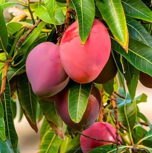 [Plants Glory] Miyazaki Mango Grafted Fruit Plant