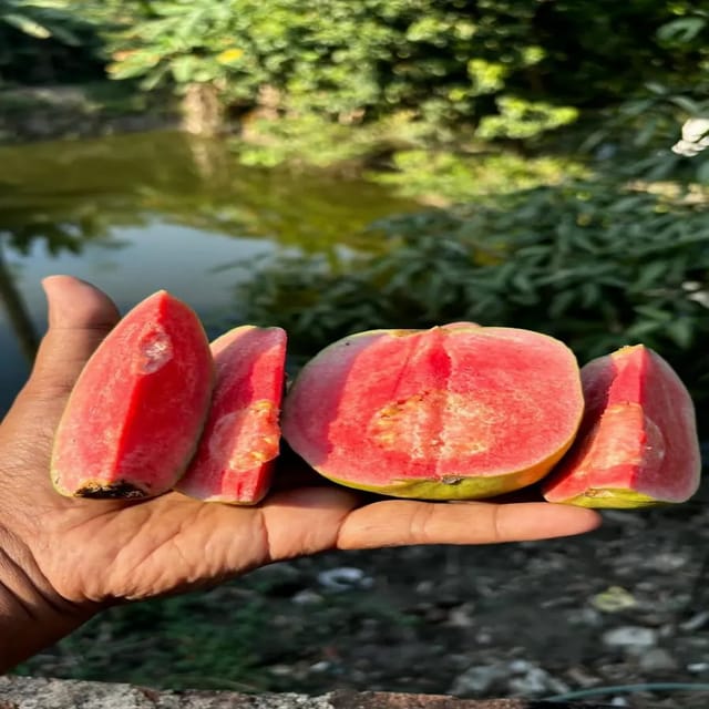 [Plants Glory] Madhuri Gauva | Grafted & Hybrid Fruit Plant