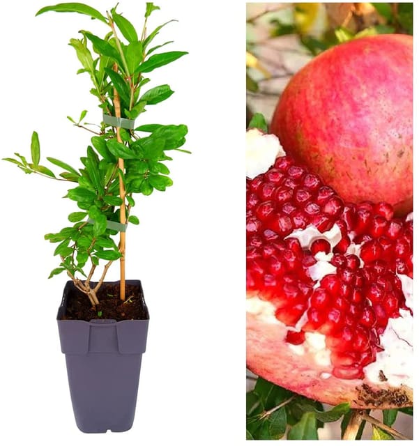 Thai Pomegranate All Time Baramasi Plant & Tree (Hybrid)-HariGuru