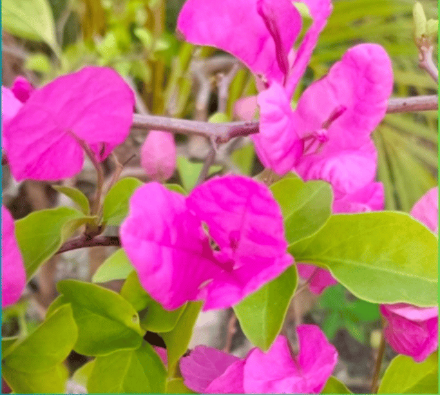 HC Buck Bougainvillea Fower Plant-HariGuru