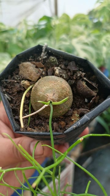 Bowiea Volubilis (Climbing Onion / Sea Onion)-PLANT LOVERS NURSERY