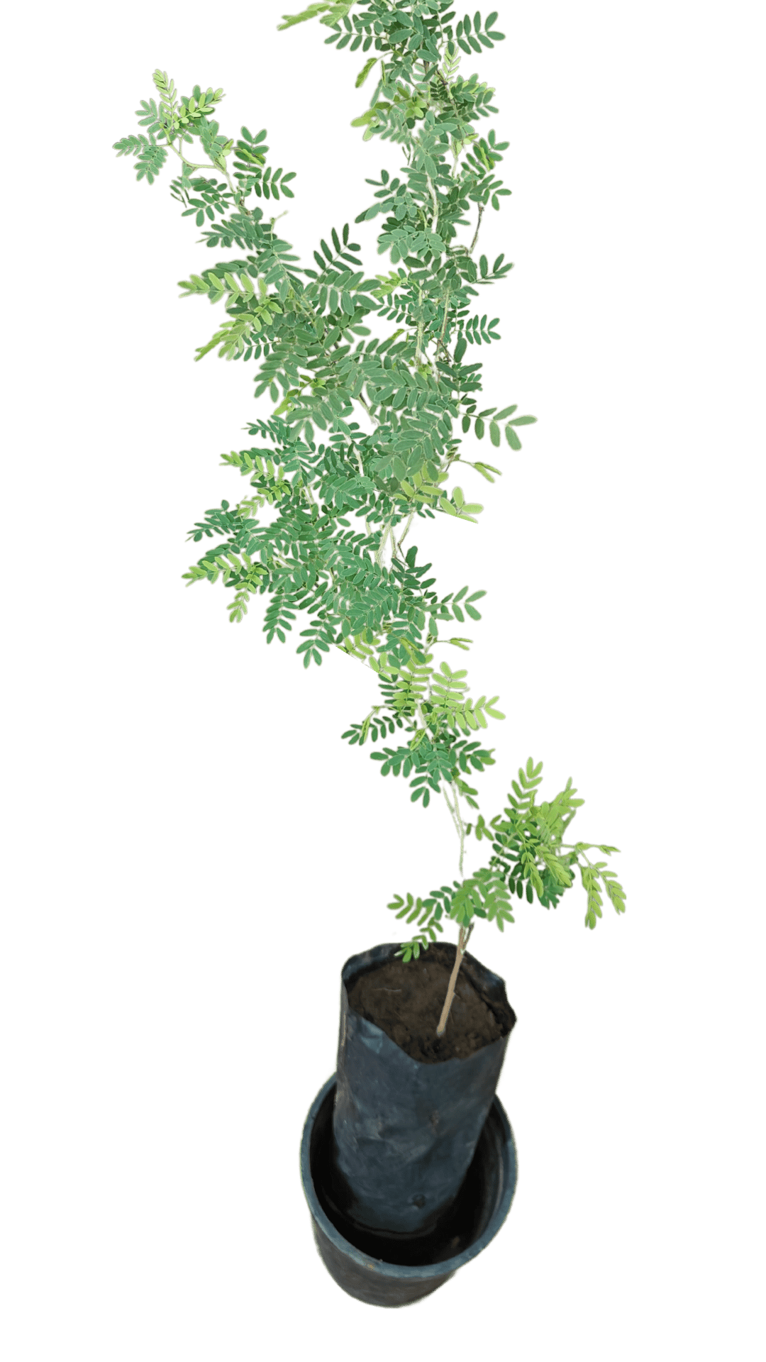 Real Shami Plant , Sangari wali Khejri [RAJ GARDEN PLANTS]