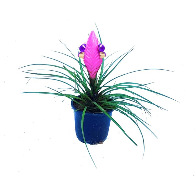 Tillandsia Cyanea Hanging Flower Plant, Pink Quill Air Plant, Decoration Live Air Plant, Blue Flowered Torch Plant [RAJ GARDEN PLANTS]