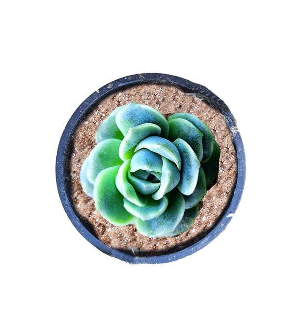 Green Rose Succulent Plant, Echeveria Lovely Rose ,Green Rose Plant [RAJ GARDEN PLANTS]