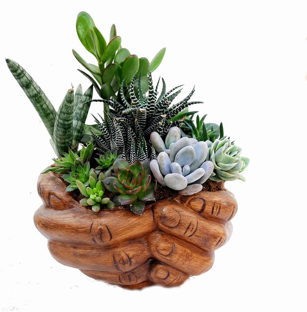 Gift Succulent Tray, Succulent Tray, Succulent Gift Basket [RAJ GARDEN PLANTS]