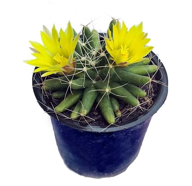 Mammillaria Longimamma Cactus Plant [RAJ GARDEN PLANTS]