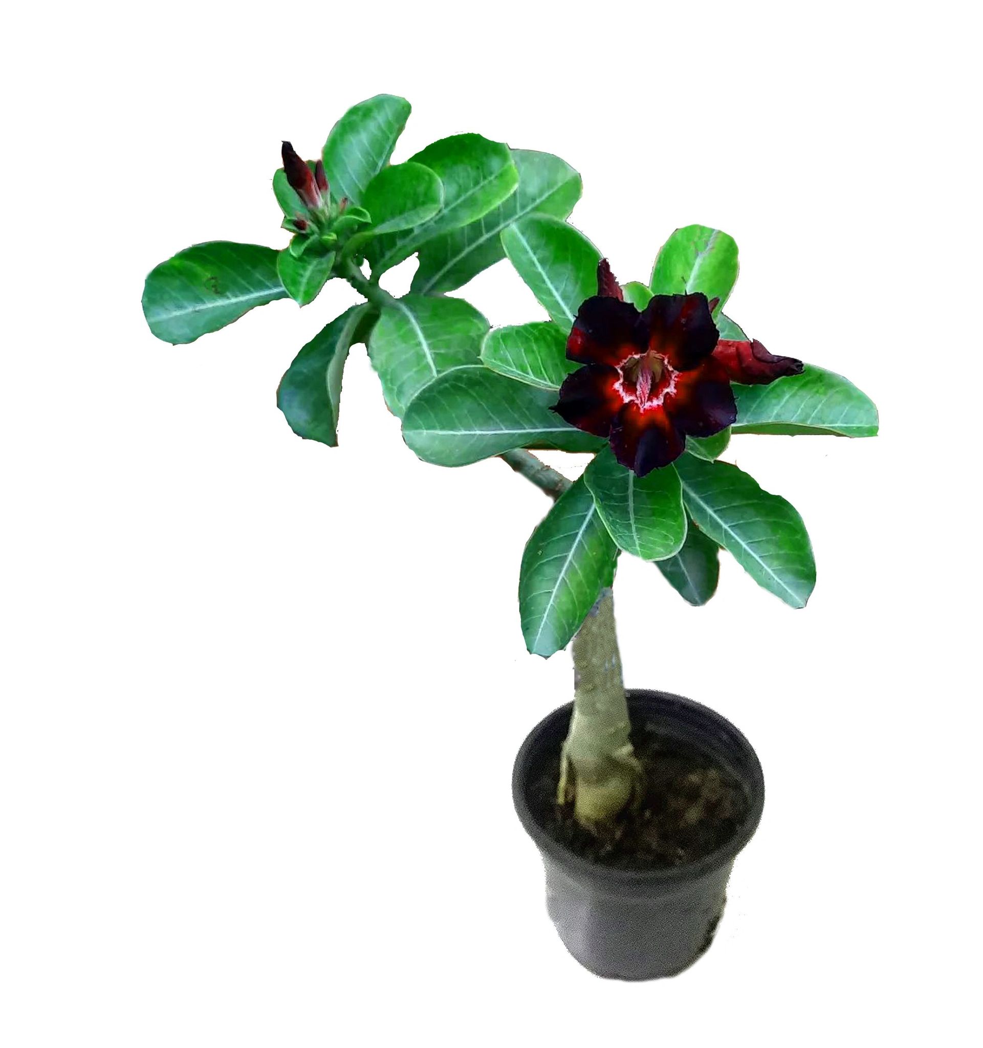 Adenium Black Thunder Grafted Desert Rose Plant [RAJ GARDEN PLANTS]
