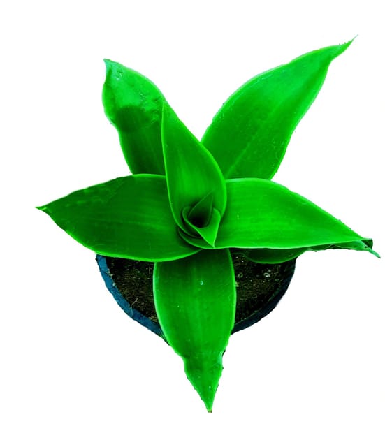 Medicinal Basket Live Plant Callisia Fragrans -Tradescantia Plant-with 4 inch Nursery Pot [RAJ GARDEN PLANTS]