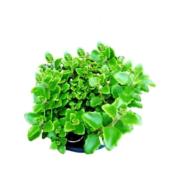 String of Tangled Heart | Pillow Plant | Swedish Ivy | Rare Ornamental Plant with 4 inch nursery pot [RAJ GARDEN PLANTS]
