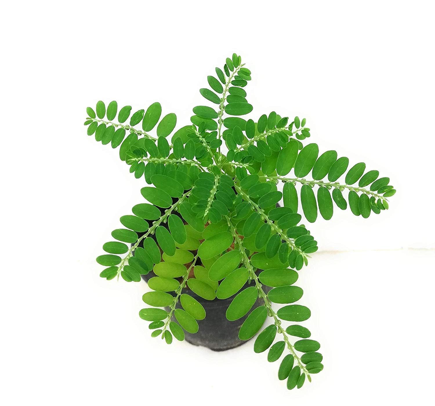 Phyllanthus niruri Plant, Bhui Amla, Tamalaki, Bhoomi amla, Bhumi Amla [RAJ GARDEN PLANTS]