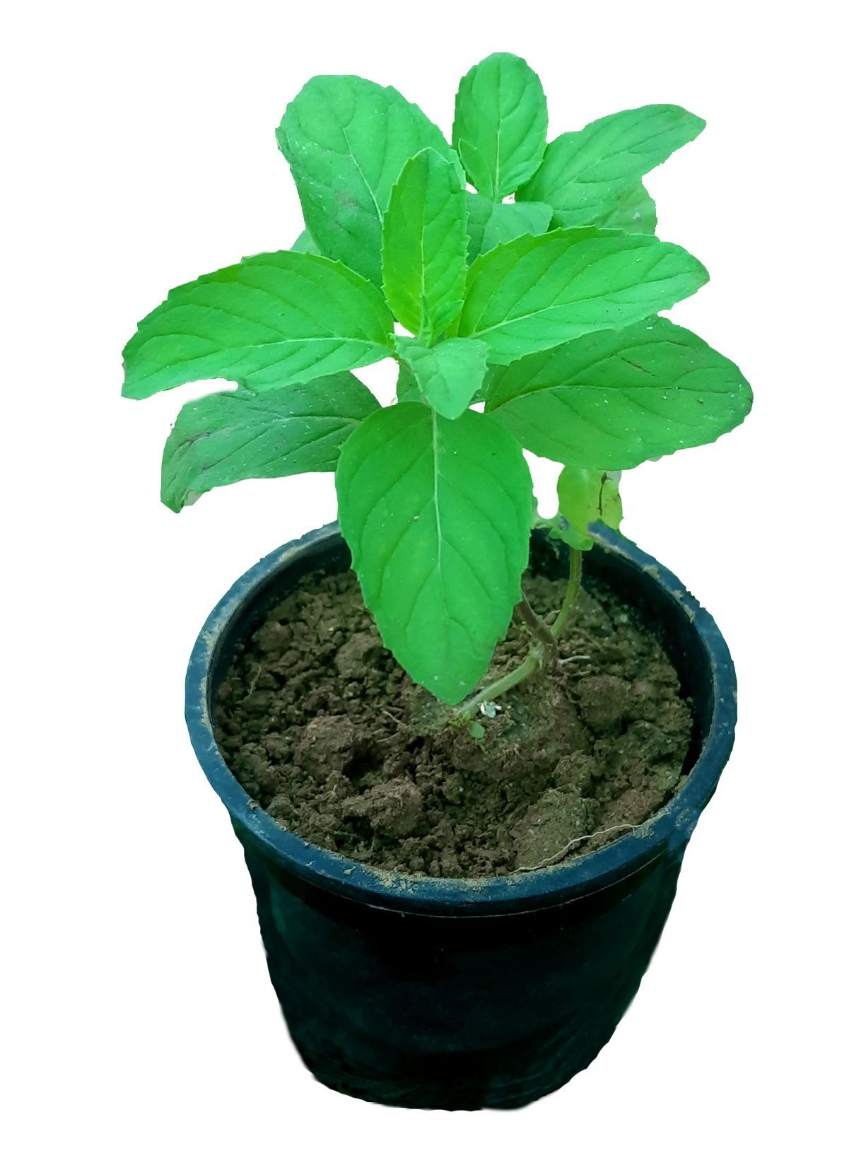 Mint Live Plant, Mint Tulsi Plant , Balm Tulsi Plant [RAJ GARDEN PLANTS]