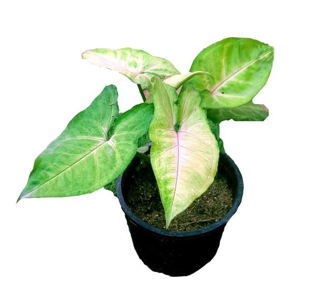 Syngonium Phodophyllum Cream Allusion Natural Live Plant in Pot [RAJ GARDEN PLANTS]