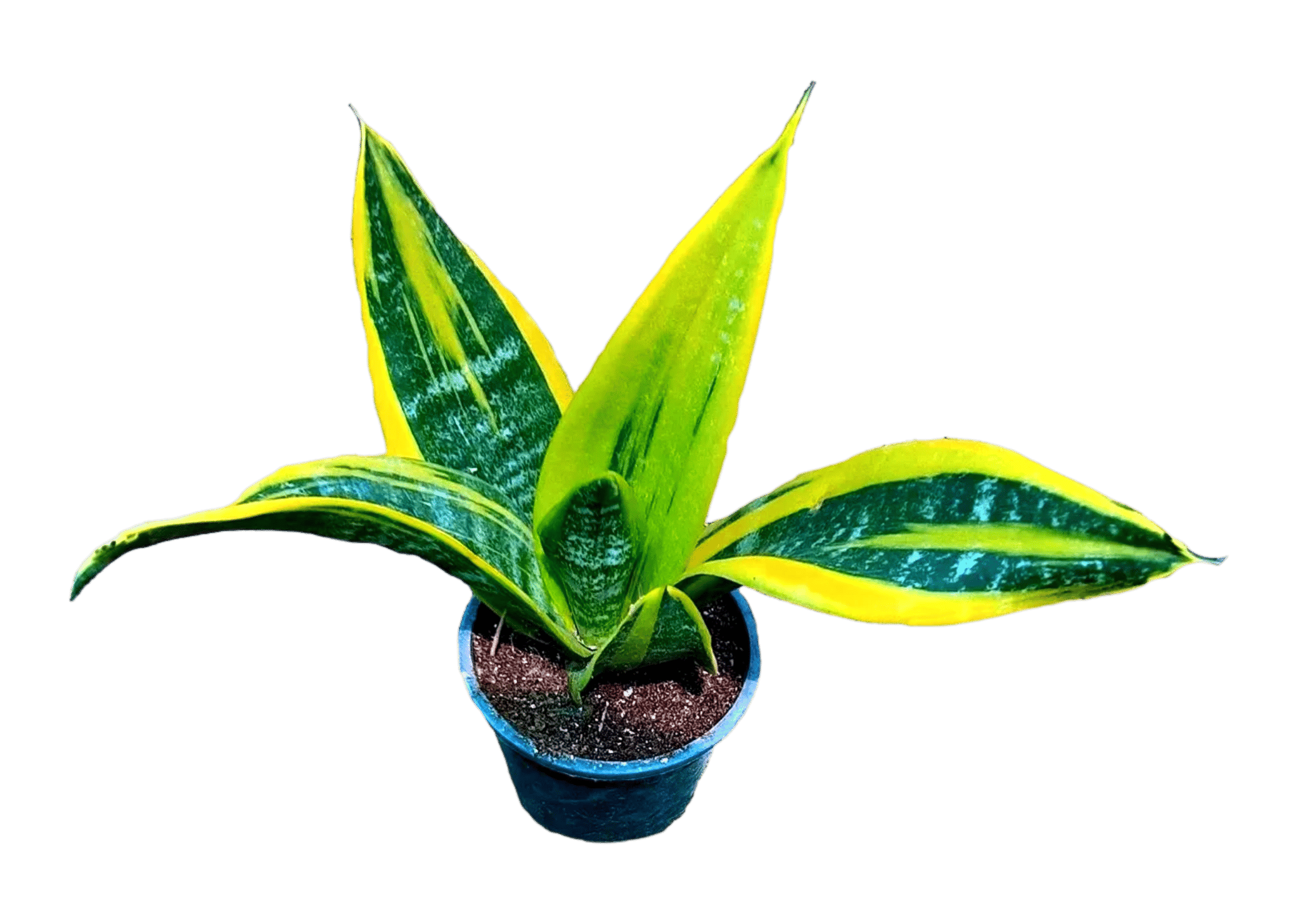 Sansevieria Gold Flame Snake Plant, Sansevieria Fire Flame Varierty, Air Purifying Indoor Snake Plant [RAJ GARDEN PLANTS]