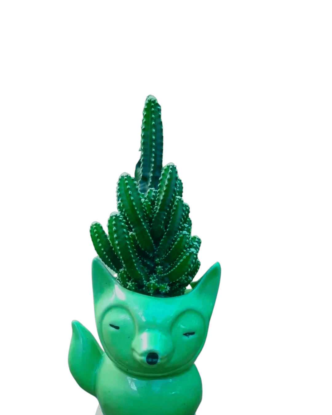 Cereus Fairy Castle Cactus Plant [RAJ GARDEN PLANTS]
