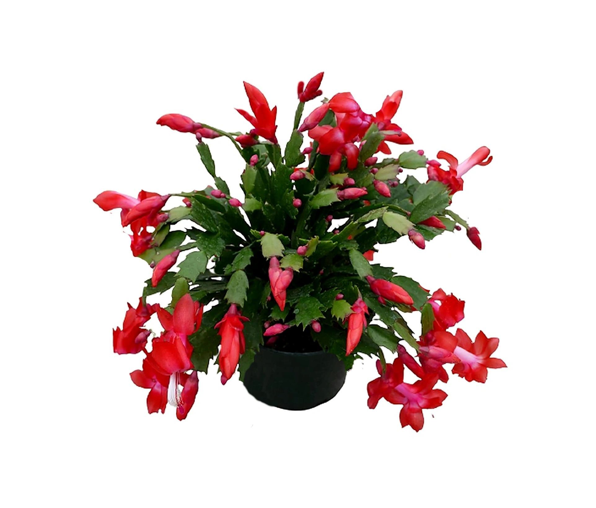 Christmas Cactus Plant, Zygo Cactus, Crab Cactus Live Plant [RAJ GARDEN PLANTS]