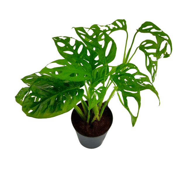Broken Heart Philodendron Indoor Plant , Monstera Adansonii, Swiss Cheese Vine [RAJ GARDEN PLANTS]