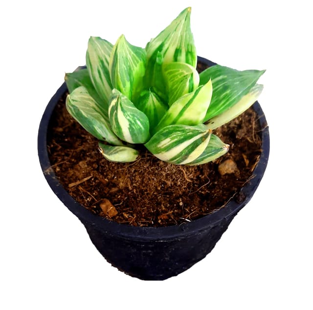 Exquisite Variegated Haworthia retusa: A Captivating Addition to Your Plant Collection [RAJ GARDEN PLANTS]