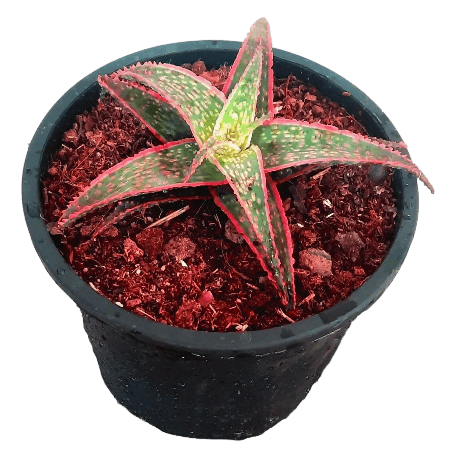 Howarthia Aloe Coral Edge Plant [RAJ GARDEN PLANTS]