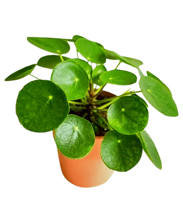 Chinese Money Plant, Pilea Plant, Peperomioides Indoor Plant [RAJ GARDEN PLANTS]