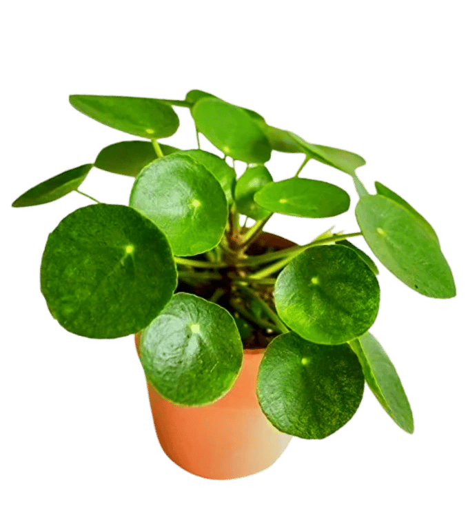 Chinese Money Plant, Pilea Plant, Peperomioides Indoor Plant [RAJ GARDEN PLANTS]
