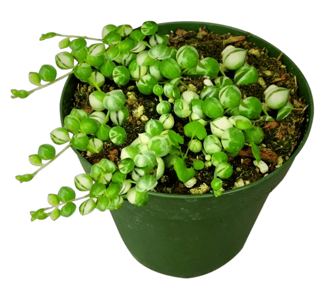 String of Pearls Hanging Succulent Indoor Decoration Plant [RAJ GARDEN PLANTS]