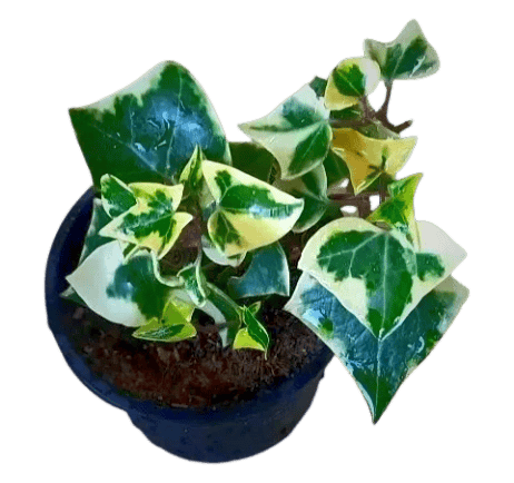 English Ivy Plant, Hedera helix, Good Looking Indoor Creeper Hanging Plant [RAJ GARDEN PLANTS]