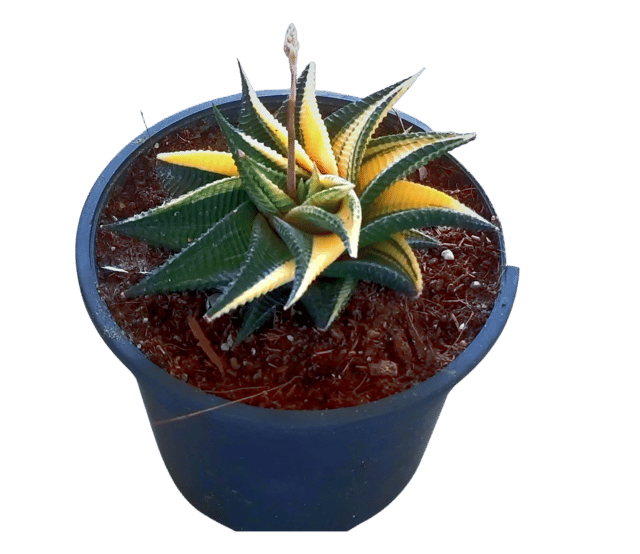 Howarthia Limifolia Variegata, Rare Plants, Gift Plants [RAJ GARDEN PLANTS]