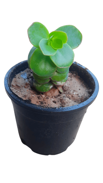Crassula Arborescens- Curly Butterfly Indoor & Outdoor Plant for Living Room, Table, Home Decor, Healthy Live Plant [RAJ GARDEN PLANTS]