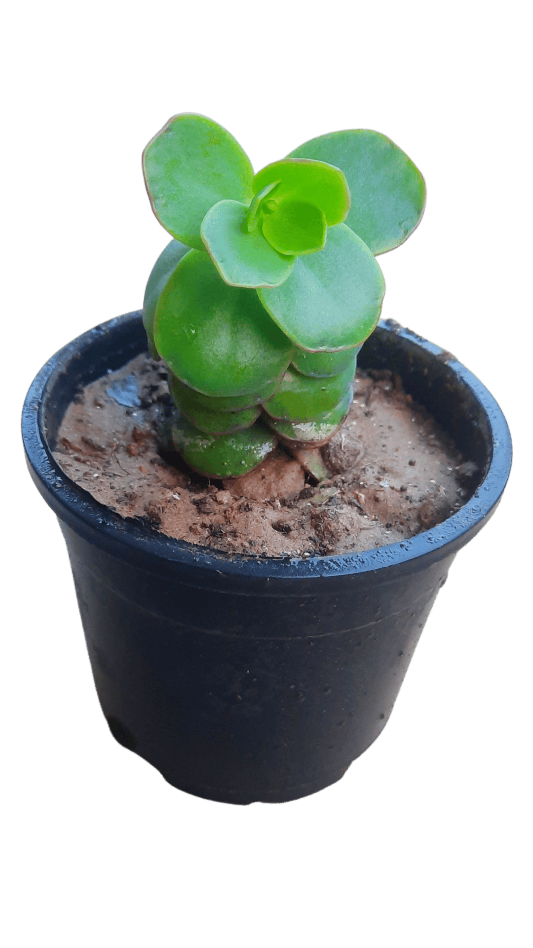 Crassula Arborescens- Curly Butterfly Indoor & Outdoor Plant for Living Room, Table, Home Decor, Healthy Live Plant [RAJ GARDEN PLANTS]
