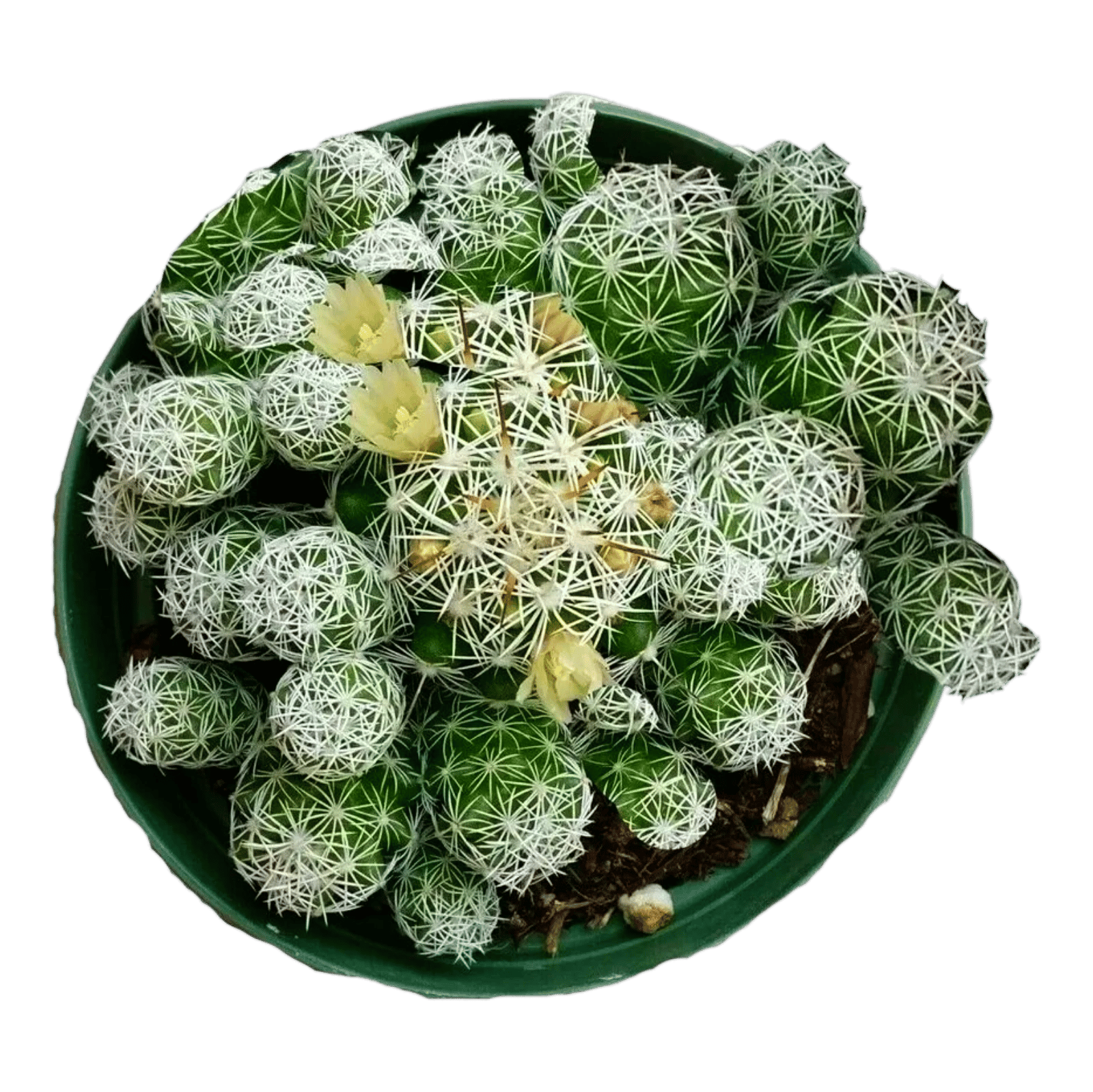 Thimble Cactus Mammillaria Vetula - Cactus Plant [RAJ GARDEN PLANTS]