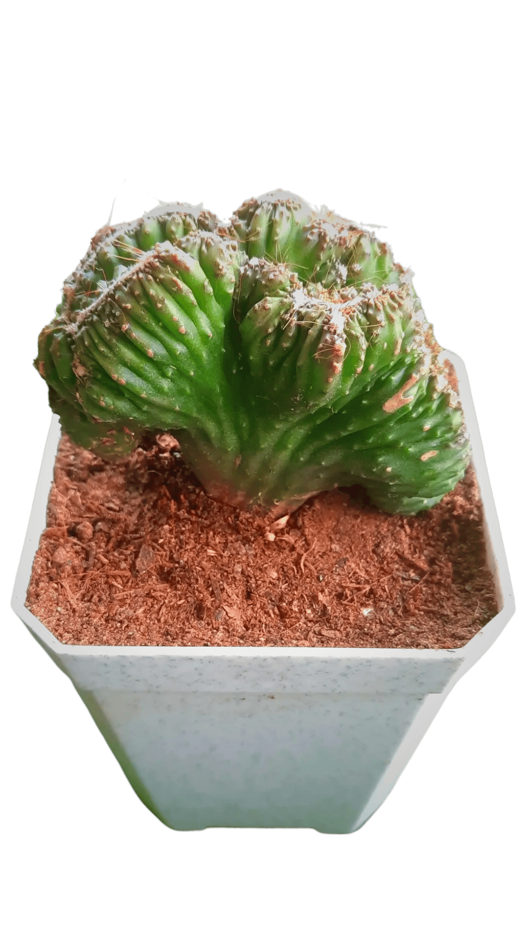 Cereus Monster Cactus Plant, Cereus Peruvian Crested Monstrous Coral [RAJ GARDEN PLANTS]