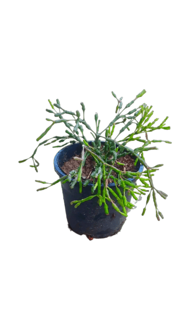 Dancing Bones Cactus Plant, Hatiora Salicornioides, Drunkard’s Dream, Spice Cactus, Bottle Cactus [RAJ GARDEN PLANTS]