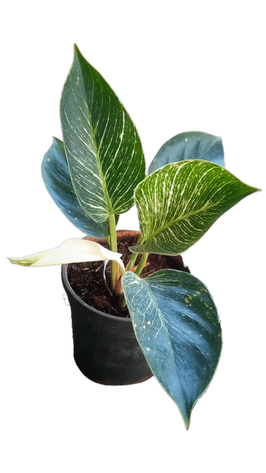 Philodendron Birkin Decorative Indoor Live Plant [RAJ GARDEN PLANTS]
