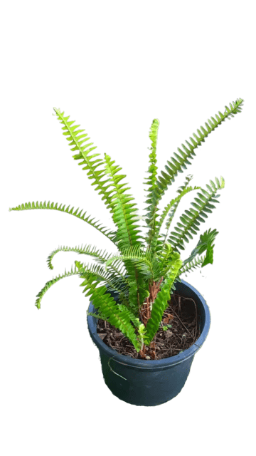 Bosten Fern Indoor Decorative Live Plant [RAJ GARDEN PLANTS]