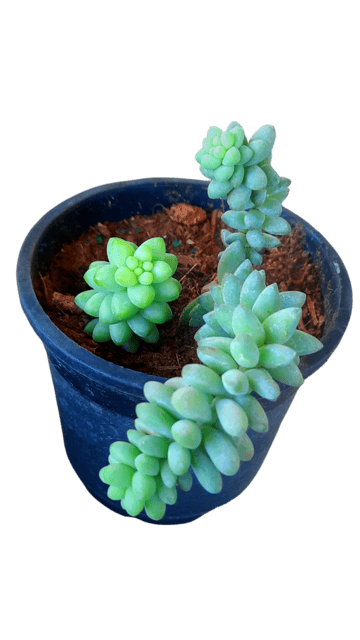 Donkey's Tail ,Hanging Decorative Live Succulent Plant, Burro’s Tail, Sedum morganianum [RAJ GARDEN PLANTS]