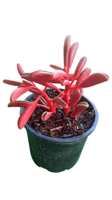 Ruby Peperomia Plant , Radiator Plant, [RAJ GARDEN PLANTS]