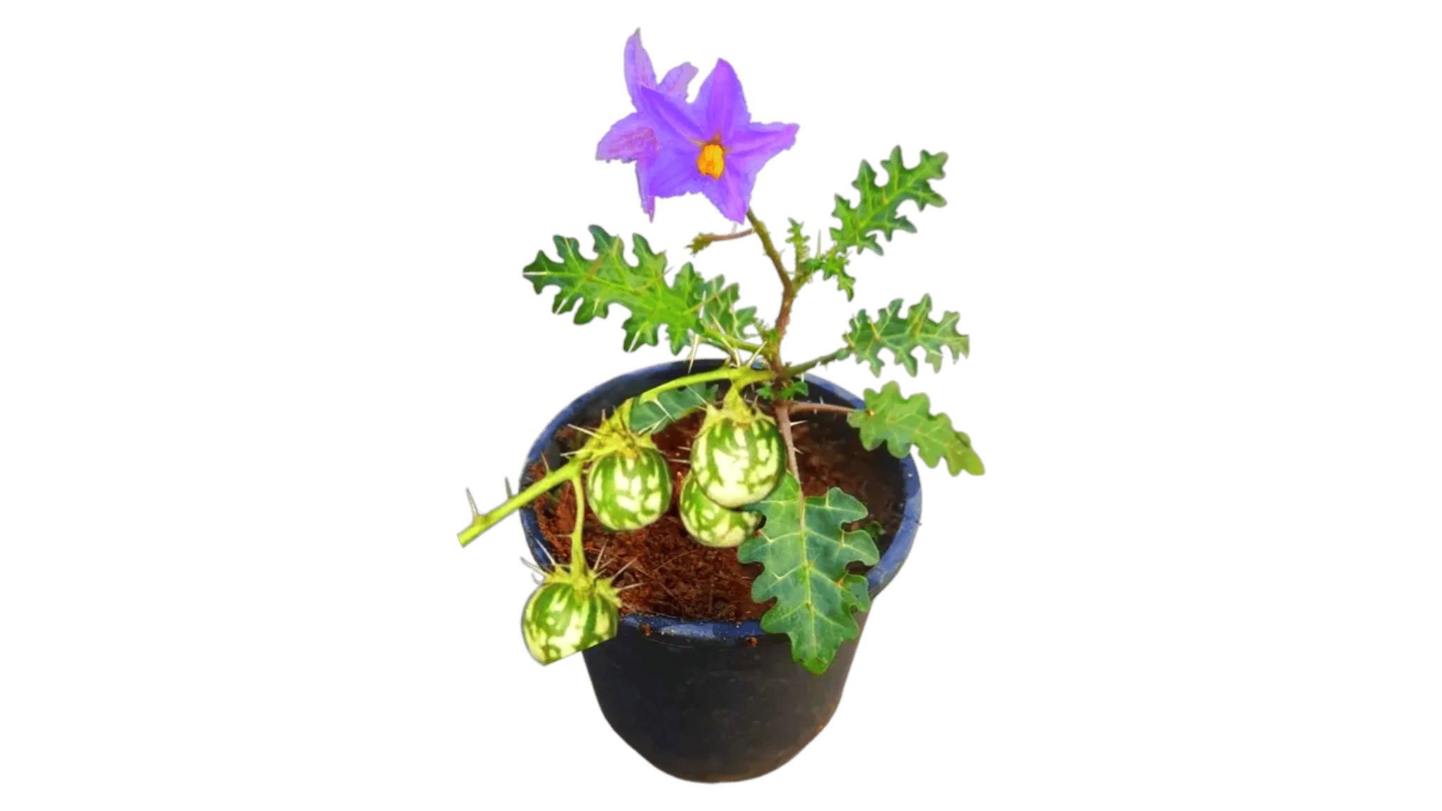 Kantkari Plant, Solanum xanthocarpum, Kateri, Bhatkataiya, Yellow Berried Night shade [RAJ GARDEN PLANTS]