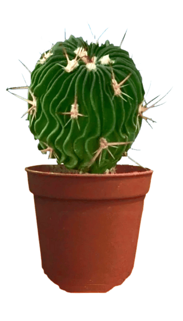 Stenocactus multicostatus , Cactus Live Plant ,Brain Cactus [RAJ GARDEN PLANTS]