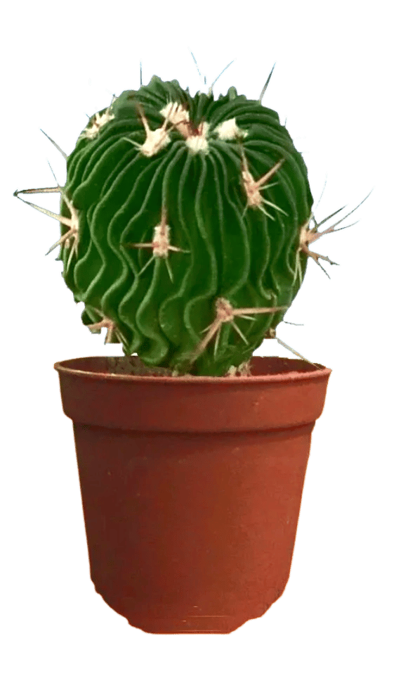 Stenocactus multicostatus , Cactus Live Plant ,Brain Cactus [RAJ GARDEN PLANTS]