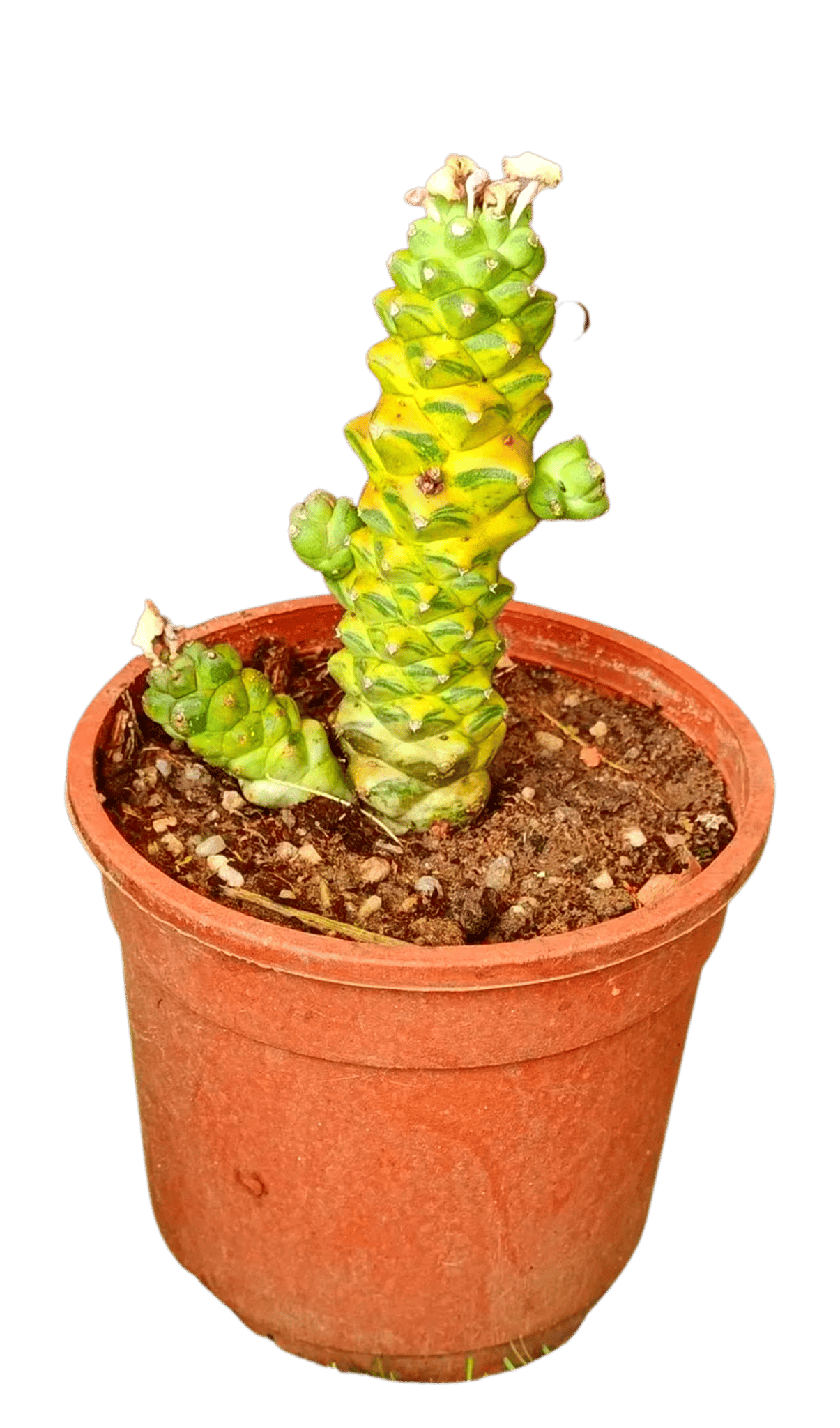 Euphorbia Monadanium Ritchie Variegated Cactus Plant [RAJ GARDEN PLANTS]