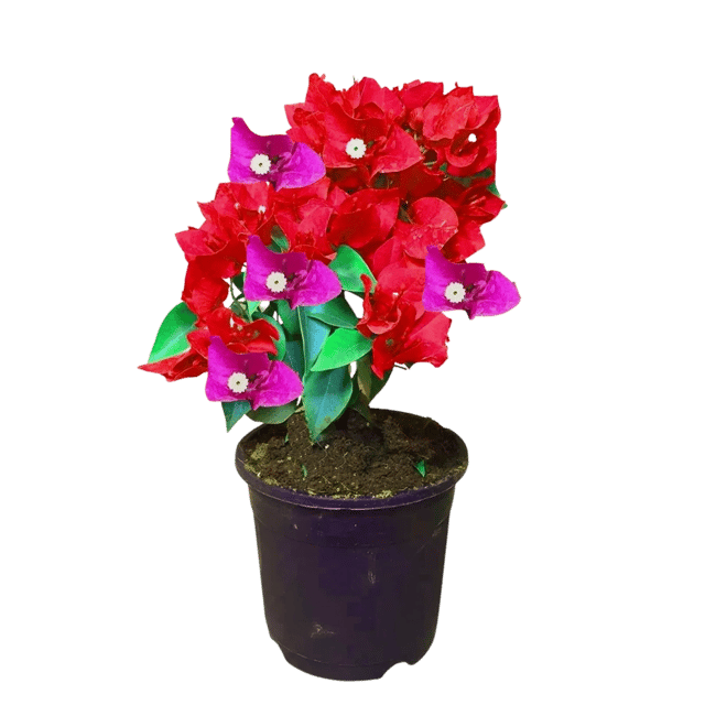 Bougainvillea Dark Pink Flower Live Plant [RAJ GARDEN PLANTS]
