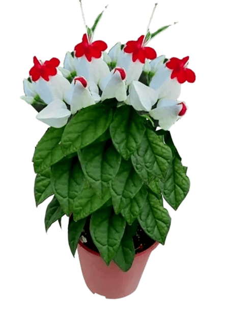 Bleeding Heart Vine , Clerodandrum Thomsoniae Decorative Flower Plant [RAJ GARDEN PLANTS]
