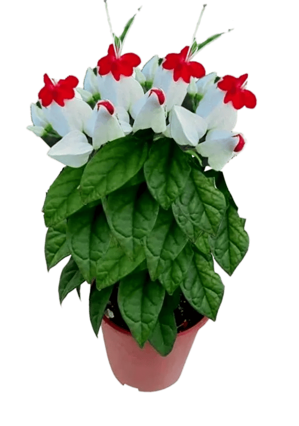 Bleeding Heart Vine , Clerodandrum Thomsoniae Decorative Flower Plant [RAJ GARDEN PLANTS]