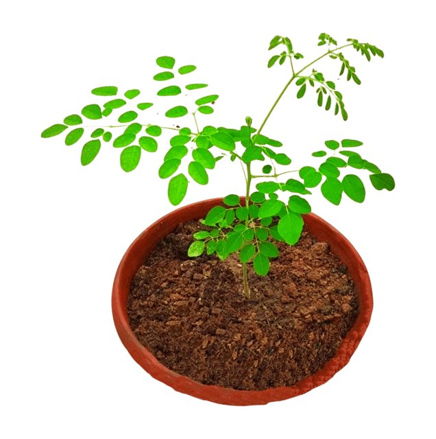 Sahjan Plant, Drumstick Plant, Moringa Oleifera Medicinal Live Plant [RAJ GARDEN PLANTS]
