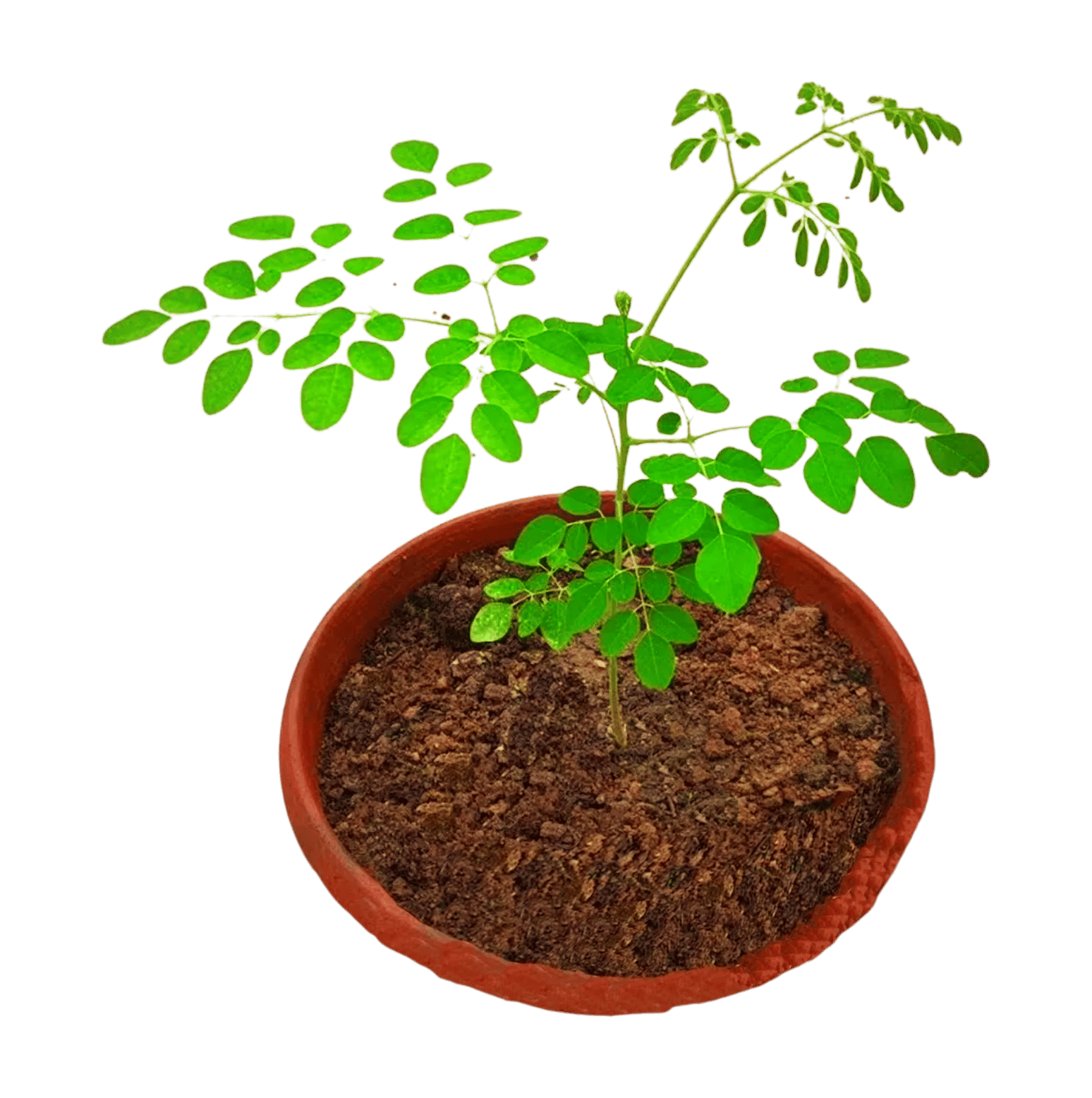 Sahjan Plant, Drumstick Plant, Moringa Oleifera Medicinal Live Plant [RAJ GARDEN PLANTS]