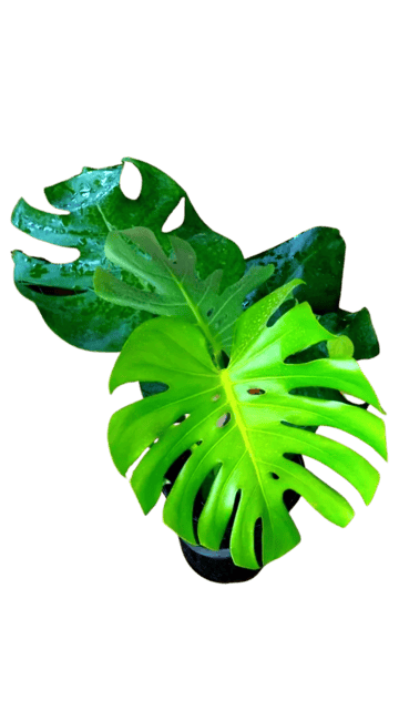 Monstera Deliciosa Natural Live Indoor Plant [RAJ GARDEN PLANTS]