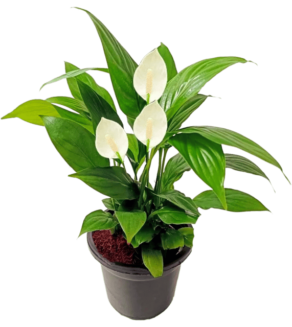 Peace Lily Live Plant, Spathiphyllum Green Color Indoor Plant Air Purifier Live Plant [RAJ GARDEN PLANTS]
