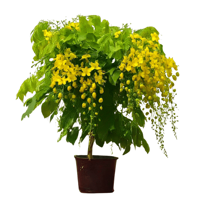 Amaltas Plant, Cassia fistula, Indian Laburnum, Golden Shower Tree, Pudding-Pipe Tree [RAJ GARDEN PLANTS]