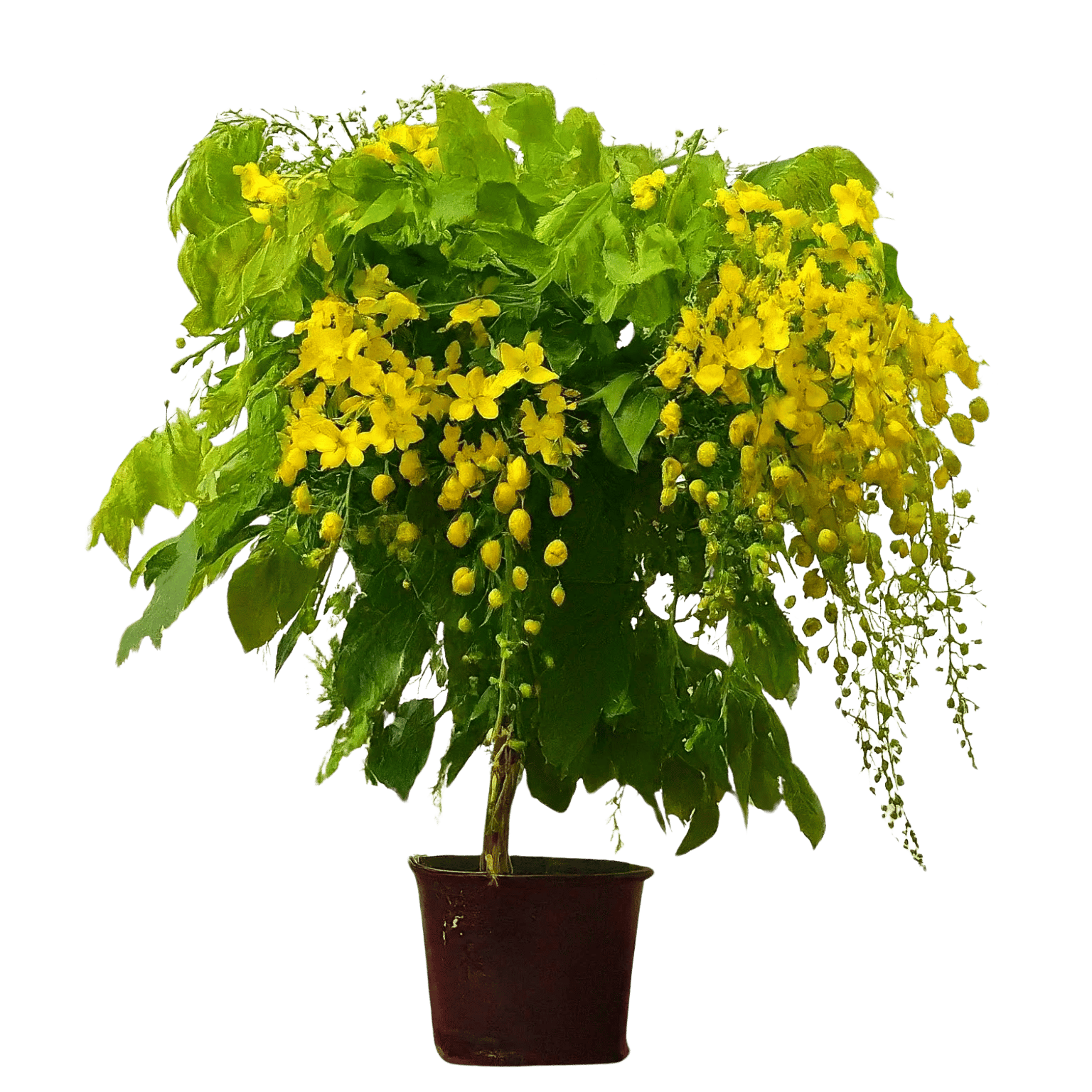 Amaltas Plant, Cassia fistula, Indian Laburnum, Golden Shower Tree, Pudding-Pipe Tree [RAJ GARDEN PLANTS]