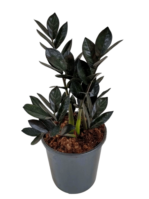 Enchanting Elegance: Introducing the Black ZZ Plant (Zamioculcas zamiifolia 'Raven') [RAJ GARDEN PLANTS]